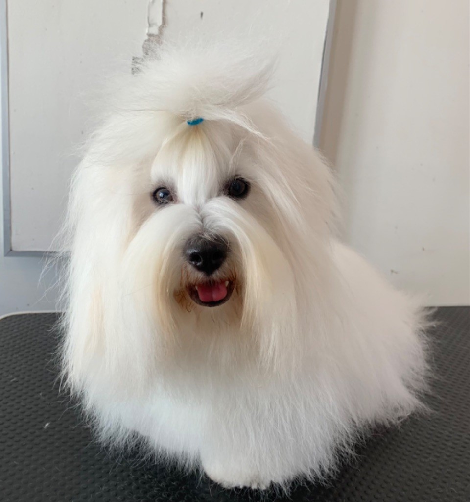 CH. Tango charlie Des Perles D'Arguin