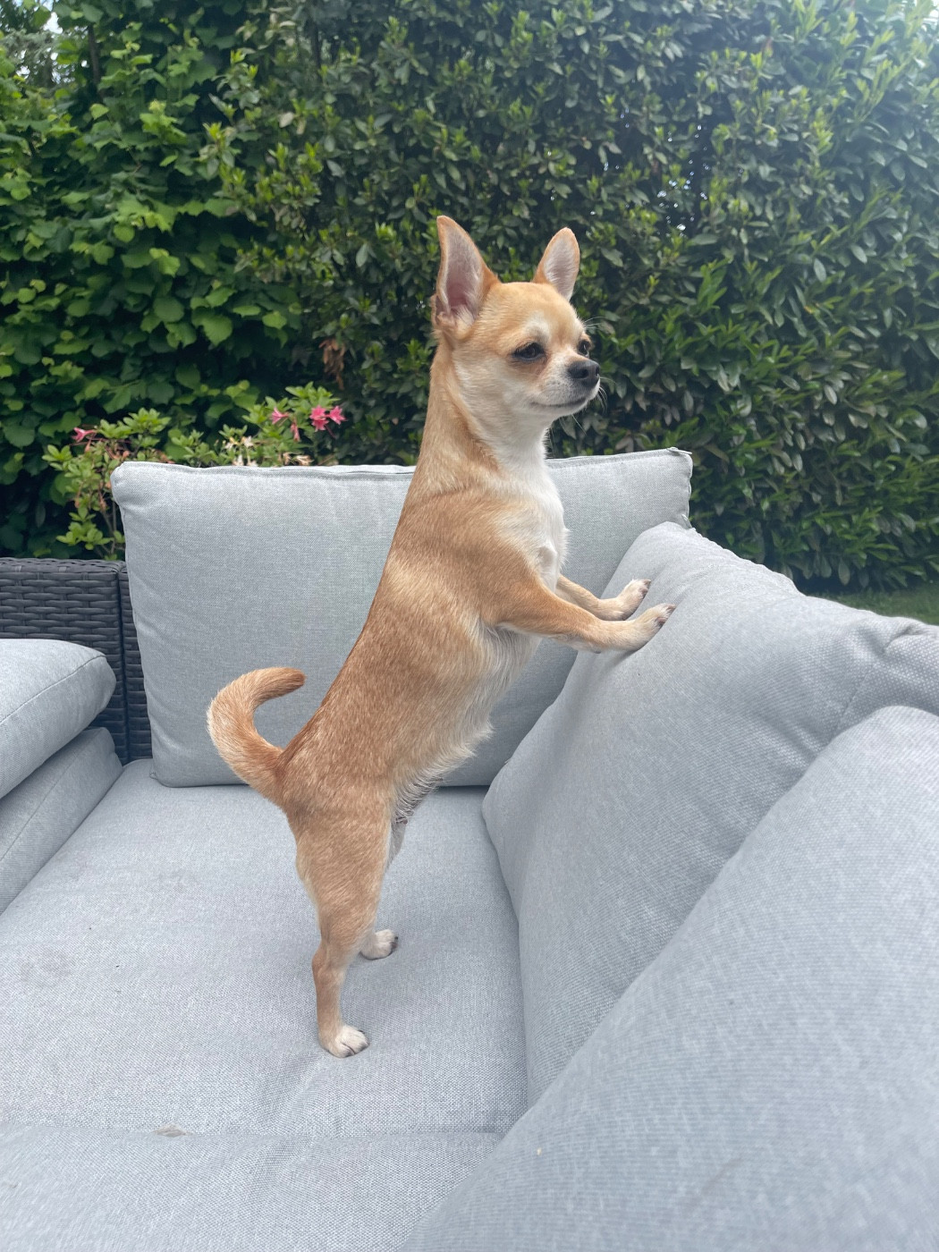 Small And Snob Surie kate