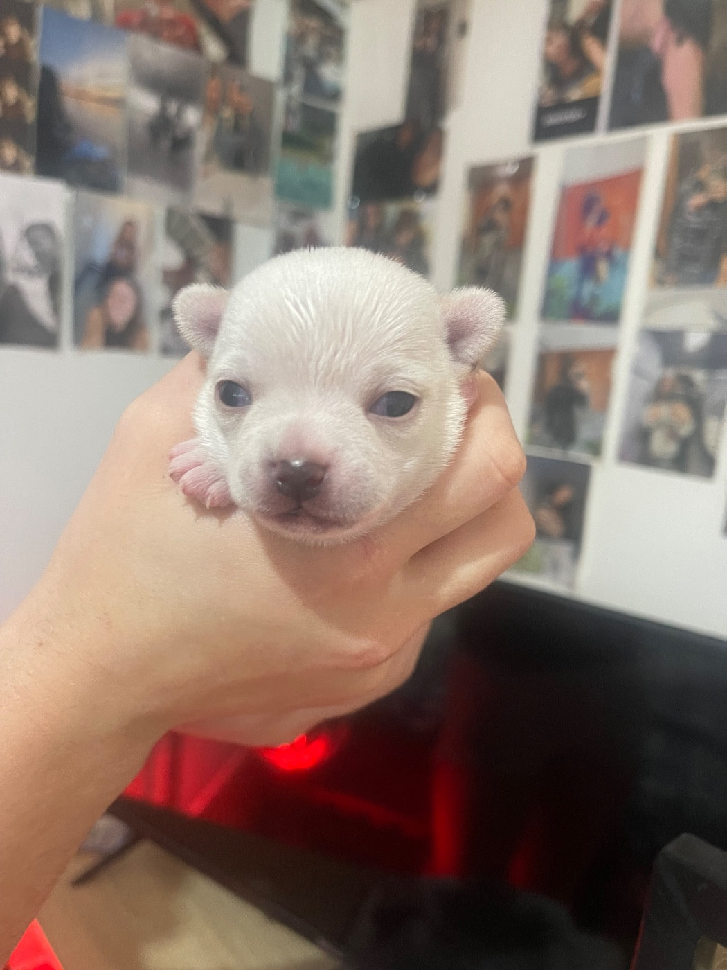 Des Perles D'Arguin - Chiots disponibles - Chihuahua