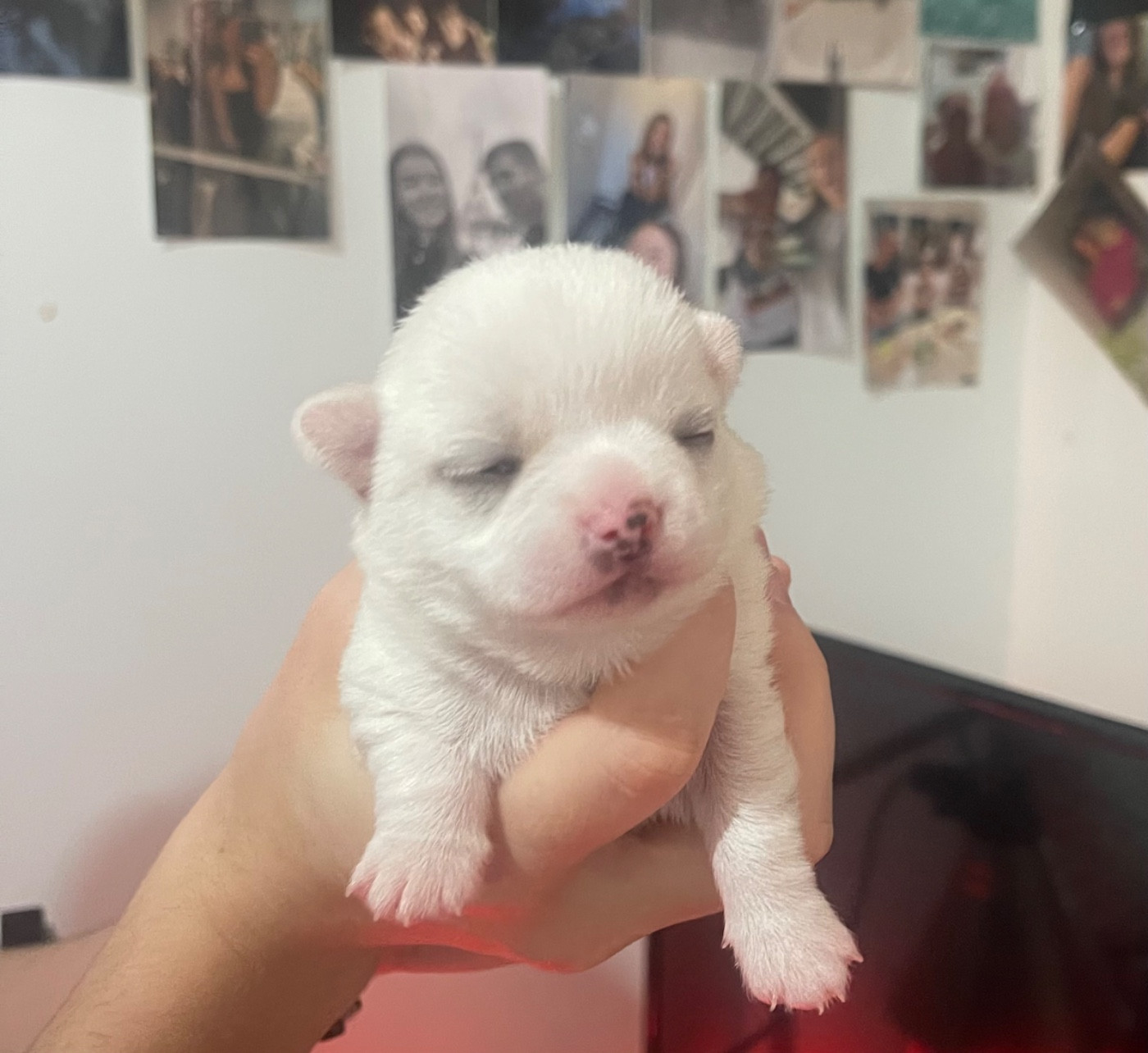 Des Perles D'Arguin - Chiots disponibles - Chihuahua