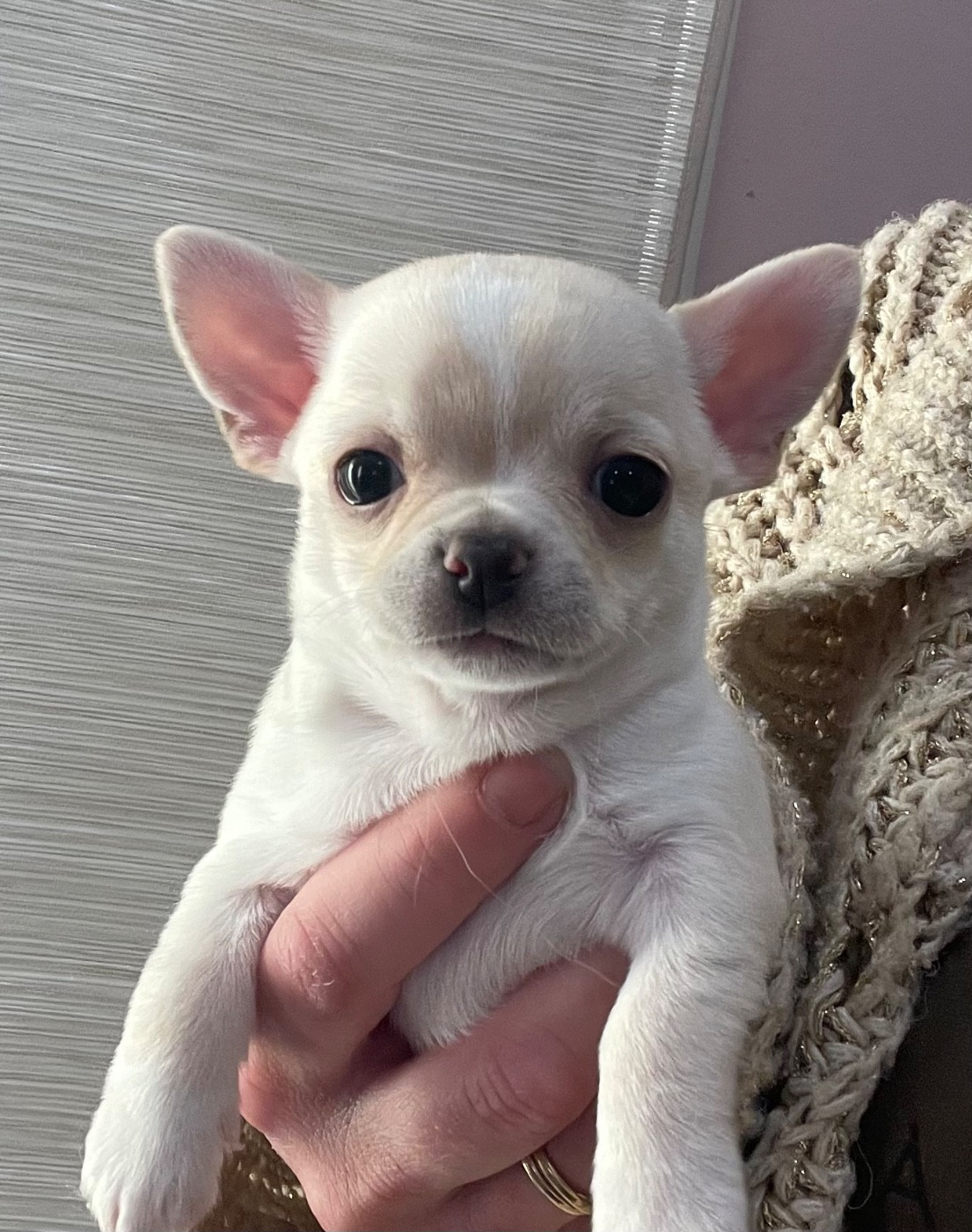 Des Perles D'Arguin - Chiots disponibles - Chihuahua