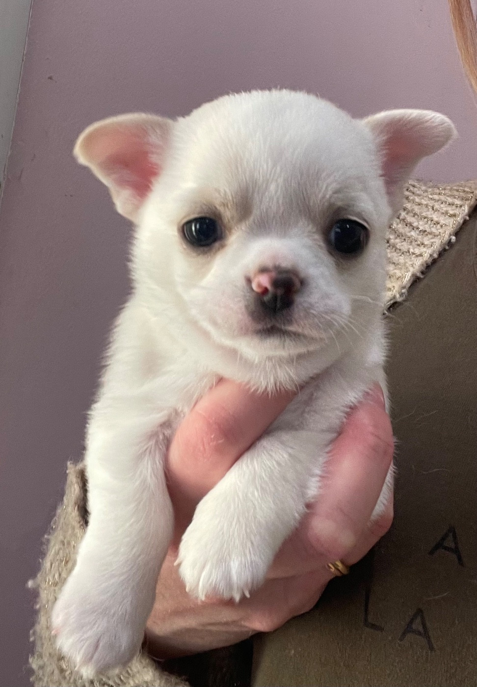 Des Perles D'Arguin - Chiots disponibles - Chihuahua