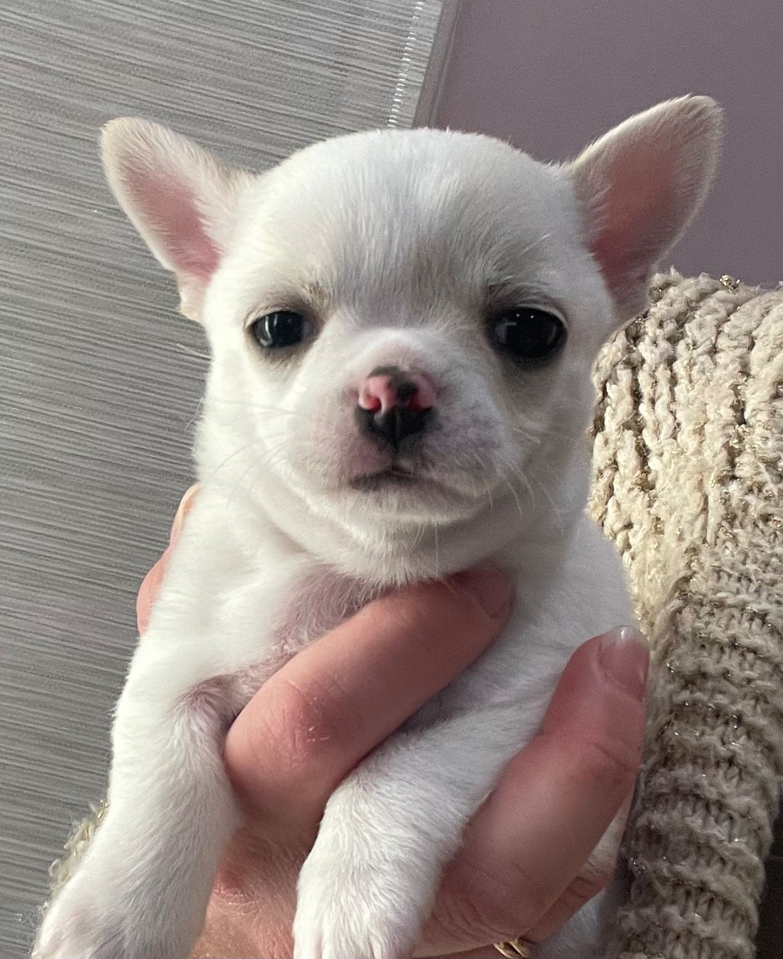 Des Perles D'Arguin - Chiots disponibles - Chihuahua
