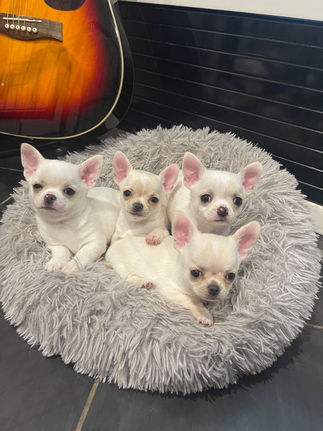 Des Perles D'Arguin - Chihuahua - Portée née le 08/02/2026