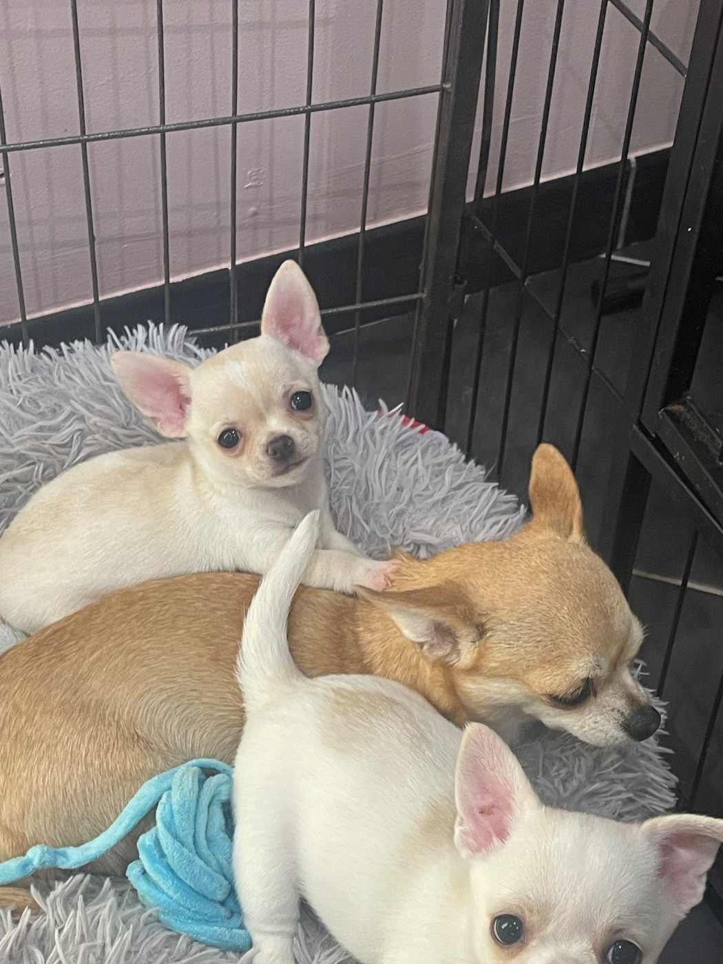 Des Perles D'Arguin - Chiots disponibles - Chihuahua