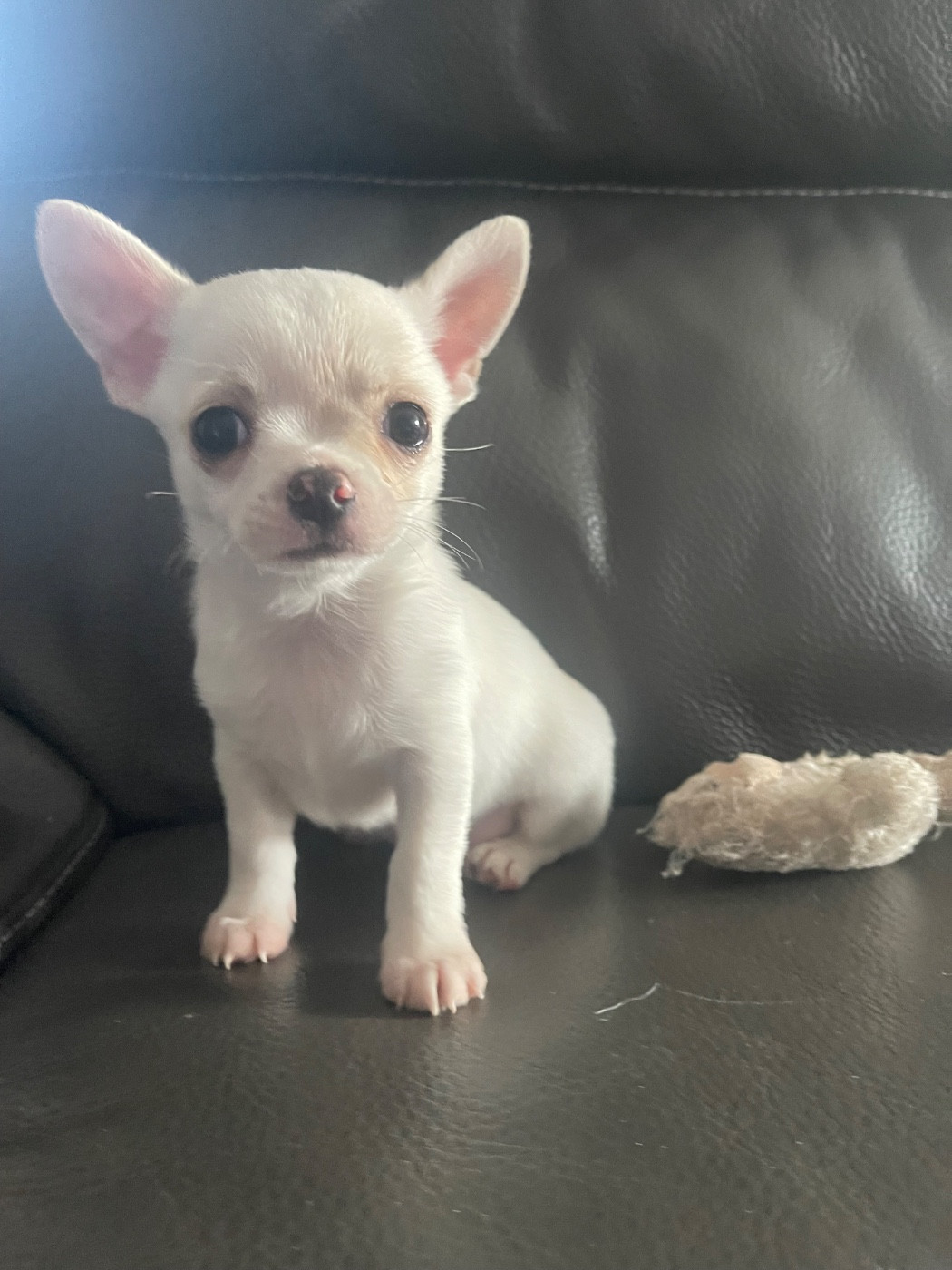 Des Perles D'Arguin - Chiots disponibles - Chihuahua